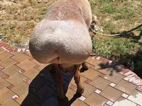 Beran, Arashan sheep — foto 3