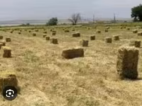 Ot biçimi başdyib isdyen olsa presde satlr isdyen olsa aciqda super — عکس 2
