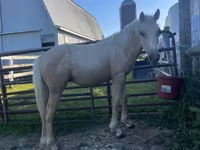公马, Palomino — 照片 3