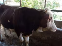 گاو نر, Simmental cattle — عکس 1