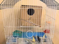 Nymph (cockatiel) cütlüyü və qəfəs komplekti - Növ: Nymph paraket — รูปภาพ 1