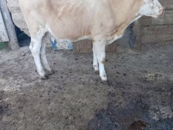 بقرة, Simmental cattle