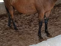 مادیان, Horse breed — عکس 1