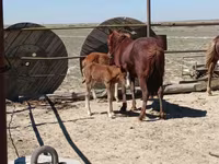 Égua, Kazakh horse — foto 4