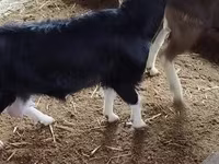 Ешкі, Alpine goat — 2-сурет