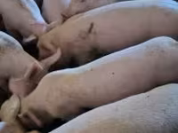 หมูป่าตัวผู้, หมู — รูปภาพ 2