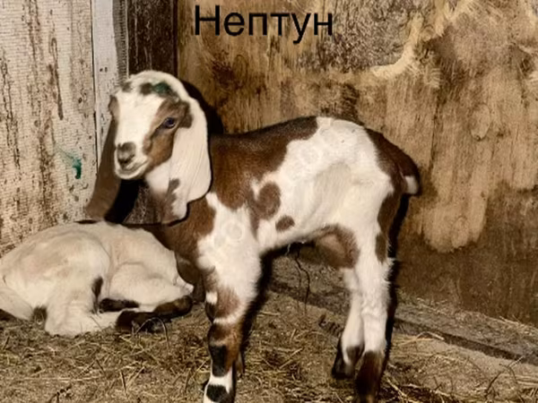 Kozel, Kamori goats