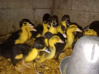 Alman Pekin — foto 6