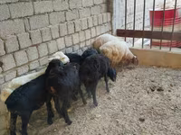 Schaf, Rhon sheep — Foto 2