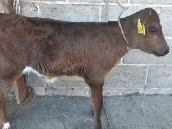 Býk, Kráva limuzín