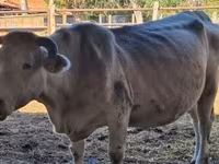 Vaca, Charolais cattle — foto 4