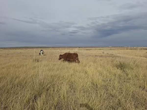 Cow, Cattle