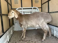 قوچ, Arashan sheep — عکس 3
