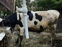 ხარი, Russian Black pied cattle — ფოტო 5