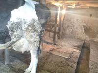 Vacă, Russian Black pied cattle — foto 3