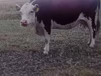 ላም, Latvian Blue cattle — ፎቶ 4