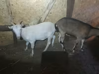 Ziege, Ziegen — Foto 2