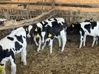 Tyre, Russian Black pied cattle — foto 5