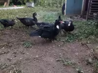 Ducks — foto 1