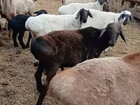 Montone, Arashan sheep — foto 1