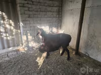Baran, Owce — zdjęcie 4