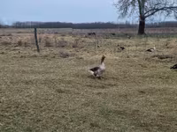 Geese — عکس 4