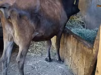 Lembu betina, Alatau breed — foto 7