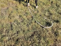 Tyre, Holstein-race — foto 6
