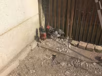 Chickens — ፎቶ 3