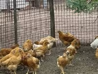 Chickens — รูปภาพ 2