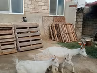 แพะตัวเมีย, Saanen goat — รูปภาพ 3