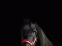 Էգ ձի, Percheron — լուսանկար 4