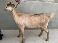 Kambing betina, Alpine goat — foto 5