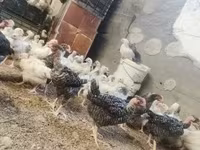 Chickens — ფოტო 3