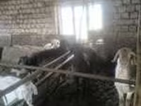 Vædder, Hissar sheep — foto 5