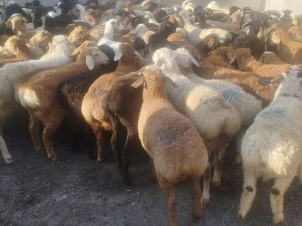 قوچ, گوسفند