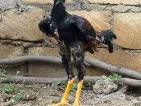 Цесаркалар — сүрөт 1
