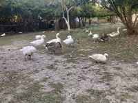 Geese — Foto 3