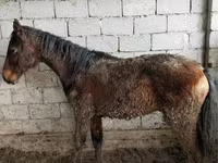 Kuda jantan, Horses — foto 2