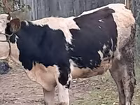 Dibi, Simmental cattle — sawirka 2