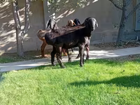 مینڈھا, Arashan sheep — تصویر 6