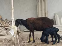 بھیڑ, بھیڑیں — تصویر 2