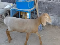 Domba betina, Arashan sheep — foto 1