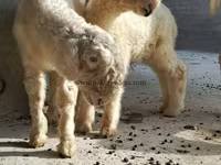 قوچ, گوسفند — عکس 5