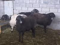 میش, گوسفند — عکس 2