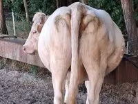 Kuh, Charolais cattle — Foto 4