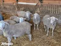 Carneiro, Merino sheep — foto 2