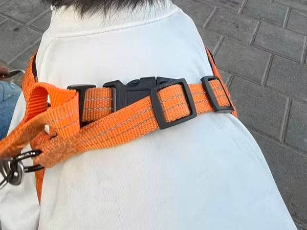 1 yaş 7 aylıq Maltipoo cinsi cütləşdirmək üçün dişi axtarılır hər şeyi
