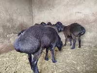 قوچ, گوسفند — عکس 2