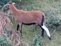 بھیڑ, Cameroon sheep — تصویر 4
